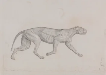 Leopardkrop, set fra siden