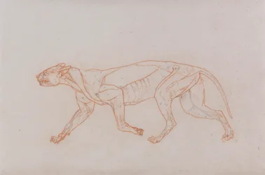 Leopardkrop, lateral visning