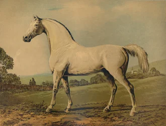 Mambrino. Opdrættet af Lord Grosvenor, c1770