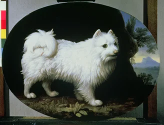 Portræt af fru Frenchs hvide skødehund, 1782