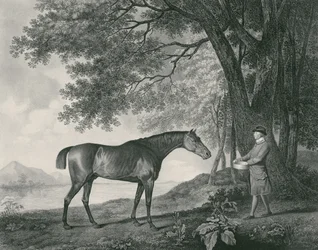 Sharke, indgraveret af George Townley Stubbs (1756-1815) pub. 1794 (radering)
