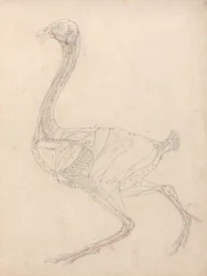 Studie af en høns, sidebillede, diagram for nøgle til tabel XV, fra en sammenlignende anatomisk fremstilling af den menneskelige krops struktur med strukturen af en tiger og en almindelig høns, 1795-1806 (grafit og omvendt)