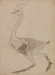 Studie af en høns, sideværts, fra en sammenlignende anatomisk fremstilling af den menneskelige krops struktur med en tiger og en almindelig høns, 1795-1806 (pen og blæk over grafit og rødt kridt på s.