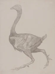 Studie af en høns, sideværts, fra en sammenlignende anatomisk fremstilling af den menneskelige krops struktur med en tiger og en almindelig høns, 1795-1806 (grafit på tyndt vævet papir)