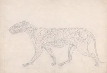 Studie af en tiger, sideværts, diagram, der viser den subkutane blodforsyning, fra en sammenlignende anatomisk fremstilling af den menneskelige krops struktur med en tiger og en almindelig høns, 1795-