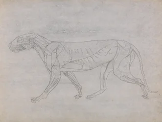 Studie af en tiger, sideværts, fra en sammenlignende anatomisk fremstilling af den menneskelige krops struktur med en tiger og en almindelig høns, ca. 1795-1806 (grafit og blæk på patronpapir)
