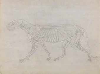 Studie af en tiger, sideværts, fra en sammenlignende anatomisk fremstilling af den menneskelige krops struktur med en tiger og en almindelig høns, 1795-1806 (grafit på tyndt vævet papir)
