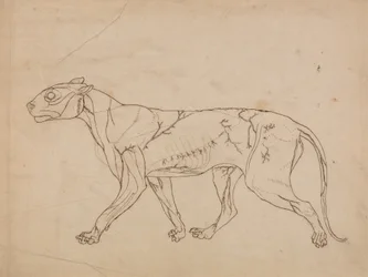 Studie af en tiger, sideværts, fra en sammenlignende anatomisk fremstilling af den menneskelige krops struktur med en tiger og en almindelig høns, 1795-1806 (grafit på kraftigt vævet papir)