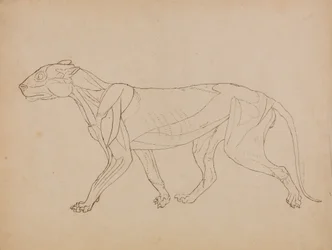 Studie af en tiger, sideværts, fra en sammenlignende anatomisk fremstilling af den menneskelige krops struktur med en tiger og en almindelig høns, 1795-1806 (pen & blæk over grafit & kridt på vævet p