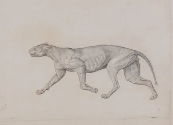 Studie af en tiger, sideværts, fra en sammenlignende anatomisk fremstilling af den menneskelige krops struktur med en tiger og en almindelig høns, 1795-1806 (grafit med rødt kridt på tyndt vævet papir