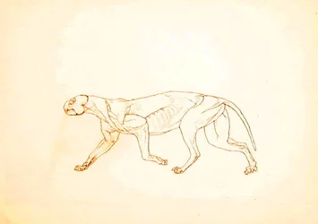 Studie af en tiger, sideværts, fra en sammenlignende anatomisk fremstilling af den menneskelige krops struktur med en tiger og en almindelig høns, 1795-1806 (pen og blæk over rødt kridt på tyndt vævet pap
