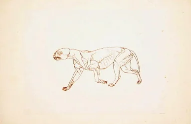 Studie af en tiger, sideværts, fra en sammenlignende anatomisk fremstilling af den menneskelige krops struktur med en tiger og en almindelig høns, 1795-1806 (pen og blæk over rødt kridt på tyndt vævet pap