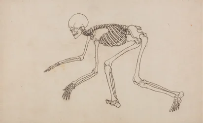 Studie af den menneskelige figur, sideværts, fra en sammenlignende anatomisk fremstilling af den menneskelige krops struktur med en tiger og en almindelig høns, 1795-1806 (pen og blæk over grafit på vævet væv)