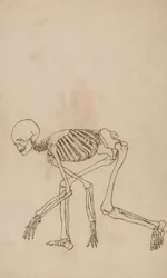 Studie af den menneskelige figur, sideværts, fra en sammenlignende anatomisk fremstilling af den menneskelige krops struktur med en tiger og en almindelig høns, 1795-1806 (pen og blæk over grafit på vævet væv)