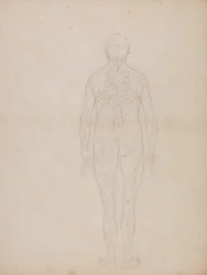 Studie af den menneskelige figur, posteriort billede, fra en sammenlignende anatomisk fremstilling af den menneskelige krops struktur med en tiger og en almindelig høns, ca. 1795-1806 (grafit på patronpapir)