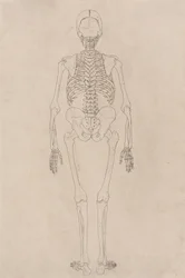 Studie af den menneskelige figur, bagfra, fra en sammenlignende anatomisk fremstilling af den menneskelige krops struktur med en tiger og en almindelig høns, ca. 1795-1806 (blæk på patronpapir)