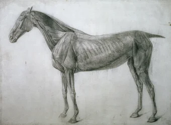 Studiet af muskler: Ecorche-tegning set fra flanken, fra det 13. anatomiske bord, fra hestens anatomi, 1766