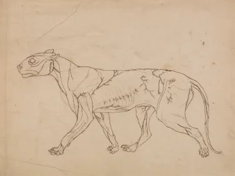 Tiger Body, Lateral View (Oversigtsundersøgelse af overflademusklerne og deres blodforsyning, sandsynligvis lavet til en nøglefigur)