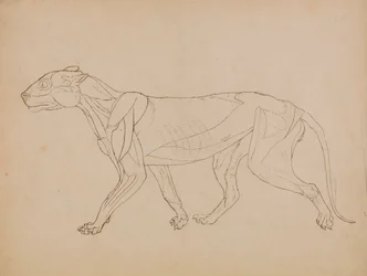 Tiger Body, Lateral View (Sandsynligvis lavet som grundlag for en nøglefigur)