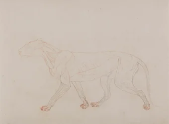Tiger Body, Lateral View (viser tredje fase i dissektion)