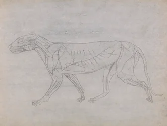 Tigerkrop, set fra siden