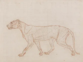 Tiger, set fra siden, hud fjernet, illustration fra 
