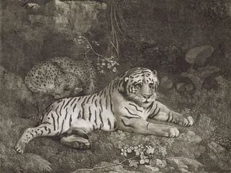To Tygers, indgraveret af kunstneren, pub. 1788 (radering)