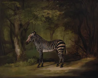 Zebra, udstillet 1763.