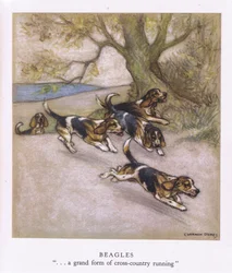 Beagles (farvelitografi)