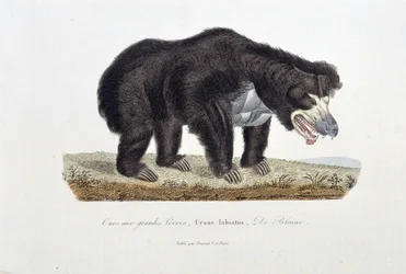 Naturhistorisk plade: Zoologisk plade, der forestiller bjørnen med store læber, Ursus labiatus, De Blaini - i "" Completes of Buffon"" af naturforsker Georges Louis Leclerc, greve af Buffon (1707 - 1788). Stik fra 1837.