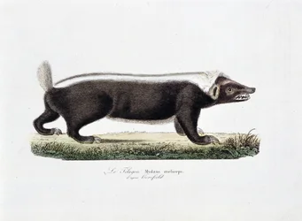 Naturhistorisk plade: Zoologisk tavle afbilder Le Telagon, Mydaus meliceps d