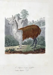 Naturhistorisk plade: Zoologisk tavle, der repræsenterer L
