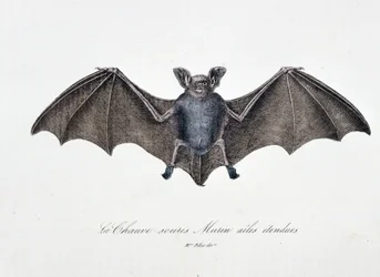Naturhistorisk plade: Zoologisk tavle, der repræsenterer Bat Murins forlængede vinger - i "" Works complete of Buffon"" af naturforsker Georges Louis Leclerc, greve af Buffon (1707 - 1788). Stik fra 1837.