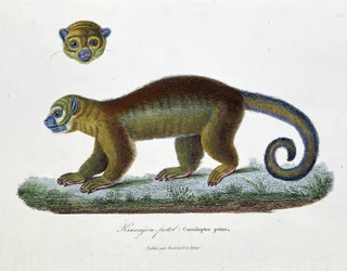 Naturhistorisk plade: Zoologisk tavle, der repræsenterer Kincajou Potot, Cercoleptes potos - i "" Works complete of Buffon"" af naturforsker Georges Louis Leclerc, greve af Buffon (1707 - 1788). Stik fra 1837.
