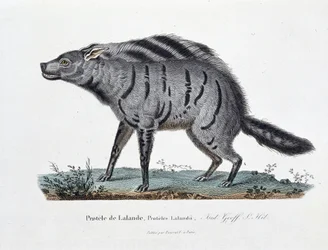 Naturhistorisk plade: Zoologisk bestyrelse, der repræsenterer Protele de Lalande, Proteles Lalandii - i "" Completely Works of Buffon"" af naturforsker Georges Louis Leclerc, greve af Buffon (1707 - 1788). Stik fra 1837.