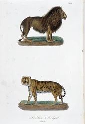 Naturhistorisk plade: Zoologisk tavle, der repræsenterer løven og tigeren - i "" Completes of Buffon"" af naturforsker Georges Louis Leclerc, greve af Buffon (1707 - 1788). Stik fra 1837.