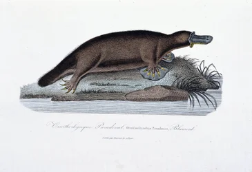 Naturhistorisk plade: Zoologisk tavle, der repræsenterer ornithorync Paradoxal (Ornithorhynchus Paradoxux), Blumenb - i "" Works of Buffon" af naturforsker Georges Louis Leclerc, greve af Buffon (1707 - 1788). Stik fra 1837.