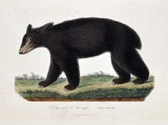 Naturhistorisk tavle: zoologisk oversigt med den amerikanske sortbjørn (Ursus americanus) - i „Buffons værker“ af naturforskeren Georges Louis Leclerc, greve af Buffon (1707 - 1788). Gravering fra 1837.