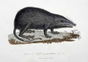 Naturhistorisk plade: Zoologisk kort, der viser The Gymnure of Raffles, Gymnura Rafflesii, Lefs, man - i "" Completes of Buffon"" af naturforsker Georges Louis Leclerc, greve af Buffon (1707 - 1788). Stik fra 1837.