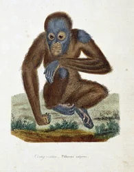 Naturhistorisk plade: Zoologisk kort, der viser Orang outan (orang outan, orang outang, orang outang), Pithecus satyrus - i "" Completes of Buffon" af naturforsker Georges Louis Leclerc, greve af Buffon (1707 - 1788). Stik fra 1837.