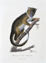 Naturhistorisk plade: Zoologisk kort, der viser Phalanger of Cook (Phalangista Cookii) - i "" Works of Buffon" af naturforsker Georges Louis Leclerc, greve af Buffon (1707 - 1788). Stik fra 1837.