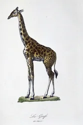 Naturhistorisk plade: Zoologisk kort, der repræsenterer giraffen - i "" Completes of Buffon"" af naturforsker Georges Louis Leclerc, greve af Buffon (1707 - 1788). Stik fra 1837.
