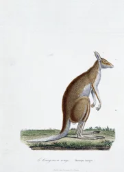 Naturhistorisk plade: Zoologisk plade, der viser rød kænguru i "" Completes of Buffon"" af naturforsker Georges Louis Leclerc, greve af Buffon (1707 - 1788). Stik fra 1837.
