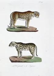 Naturhistorisk bestyrelse: Zoologisk bestyrelse, der repræsenterer 1. Leoparden og 2. Le Jaguar - i "" Complete Works of Buffon"" af naturforsker Georges Louis Leclerc, greve af Buffon (1707 - 1788). Stik fra 1837.