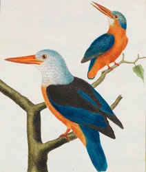 Naturhistorie. Fugle. Belyste plader, 1766-1782.