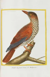 Naturhistorie. Fugle. Belyste plader, 1782.
