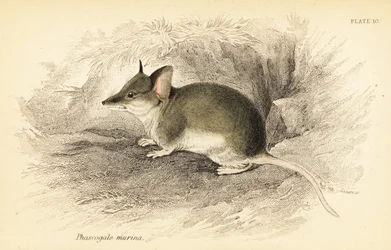 Almindelig dunnart, Sminthopsis murina. ,1841 (gravering)
