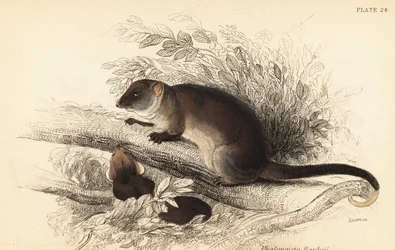 Almindelig ringhalepossum, Pseudocheirus peregrinus, 1841
