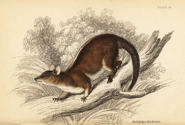 Derbys uldne opossum, Caluromys derbianus. ,1841 (gravering)