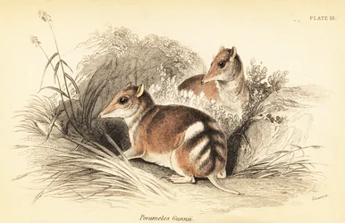 Eastern barred bandicoot, Perameles gunnii., 1841 (gravering)